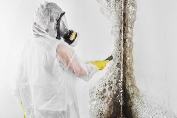 Best Home Mold Removal  in Vernal, UT