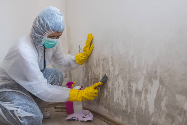 Best Office Mold Removal Services  in Vernal, UT