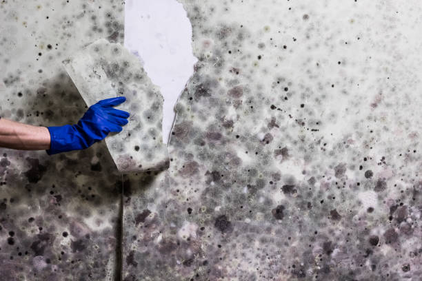 Best Residential Mold Removal  in Vernal, UT
