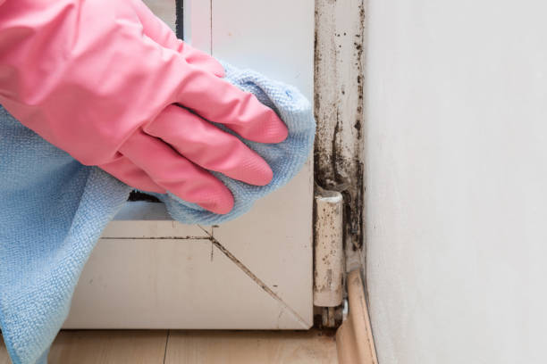 Professional Mold Removal in Vernal, UT