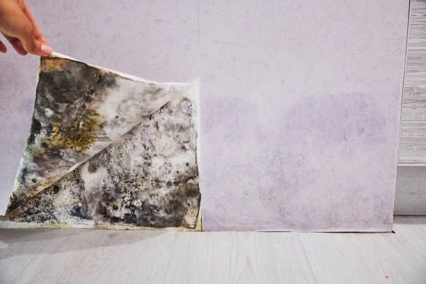 Best Mold Cleaning Services  in Vernal, UT